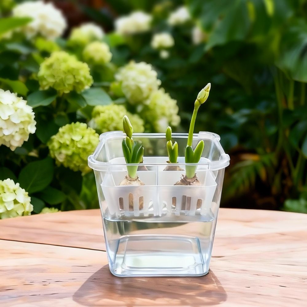 Hydroponic Vase For Tulip Lily - Vase Decor review and price