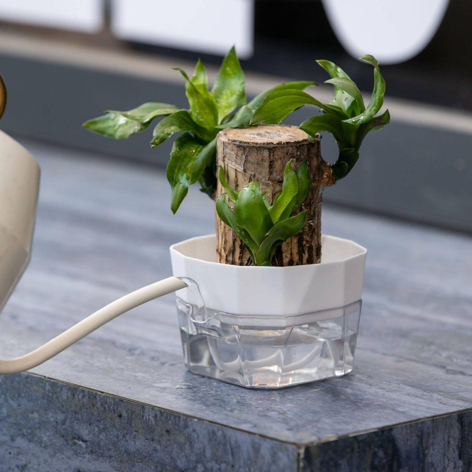 Hydroponic Vase Two Layer Self - Vase Decor review and price